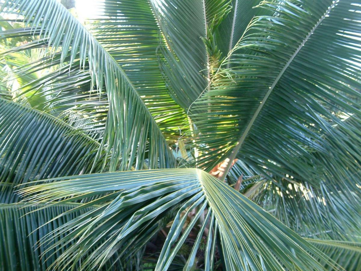 Villa The Great Kona Escape Kailua-Kona Esterno foto